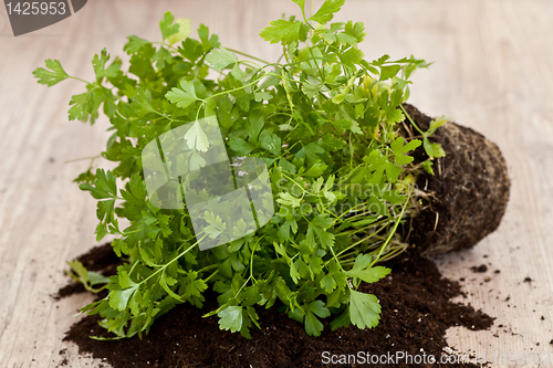 Image of Fresh parsley plant