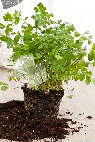 Image of Fresh parsley plant