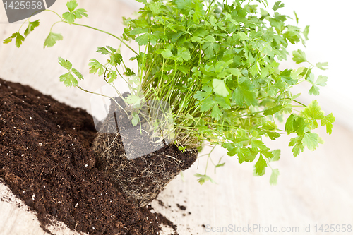 Image of Fresh parsley plant