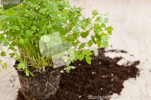 Image of Fresh parsley plant