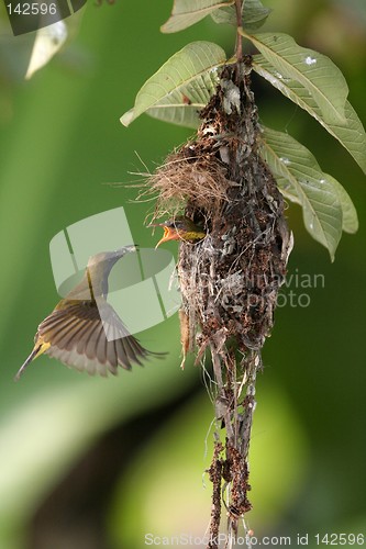 Image of Olive-backed Sunbird