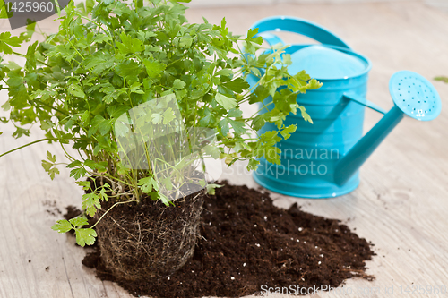 Image of Fresh parsley plant