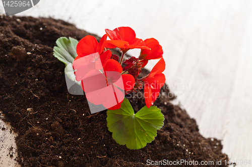 Image of Red flower