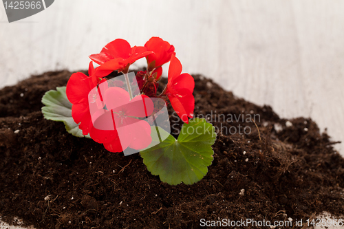 Image of Red flower