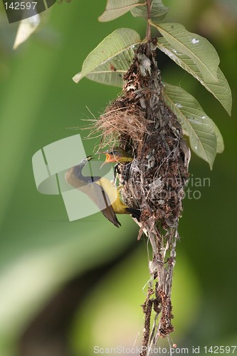 Image of Olive-backed Sunbird