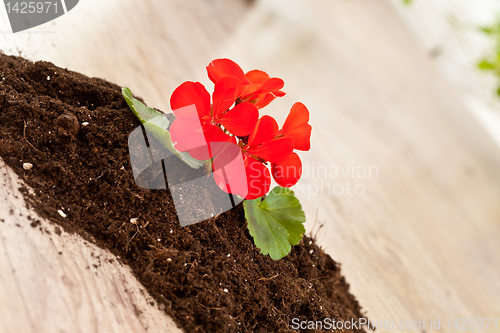 Image of Red flower