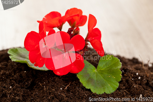 Image of Red flower