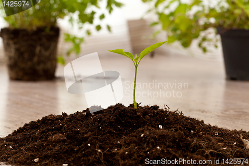 Image of growing plant