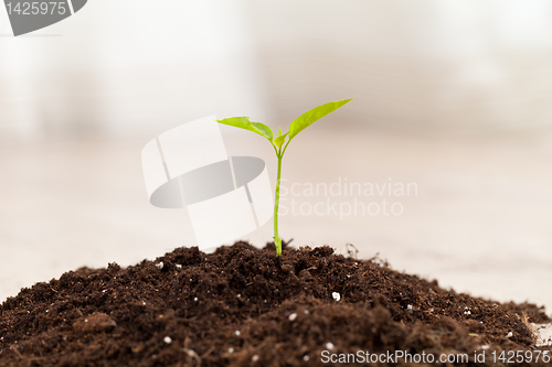 Image of growing plant