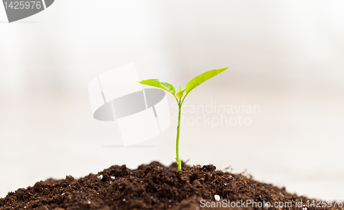 Image of growing plant