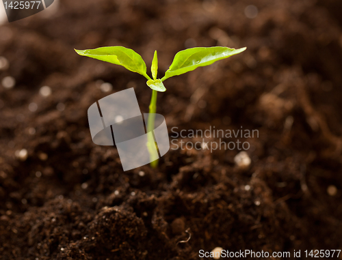 Image of growing plant