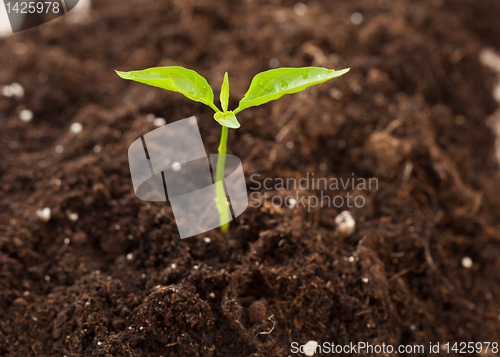 Image of growing plant