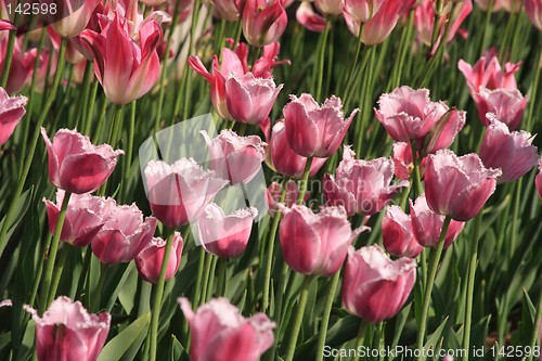 Image of Pink Diamond Tulips