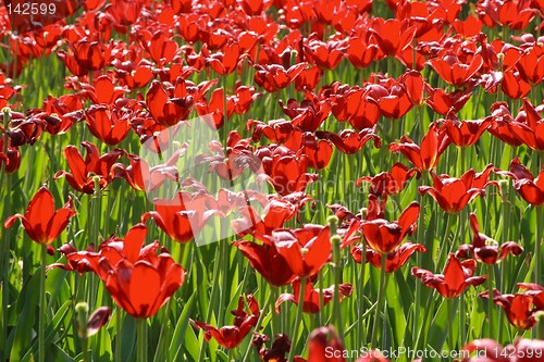 Image of Sorbet Tulips