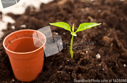 Image of growing plant