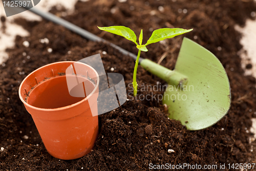 Image of growing plant