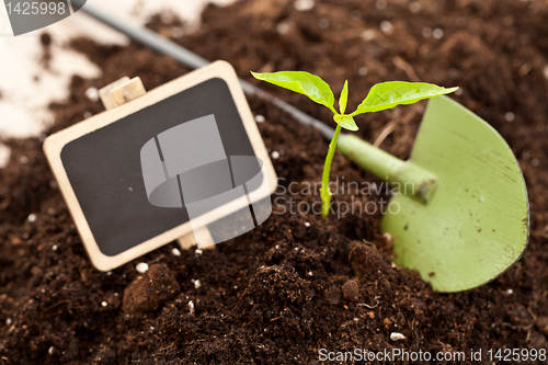 Image of growing plant