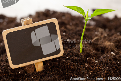 Image of growing plant