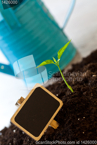 Image of growing plant