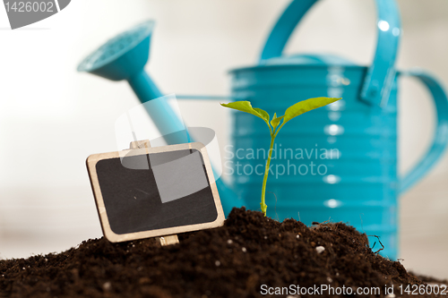 Image of growing plant