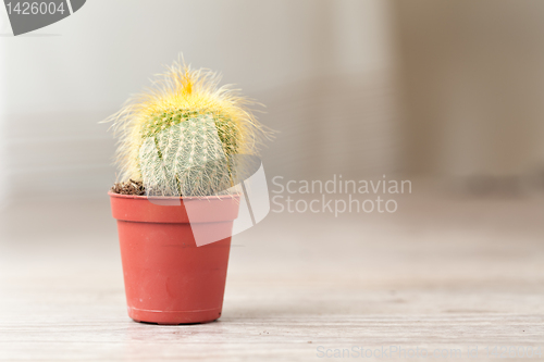 Image of Little Cactus plant