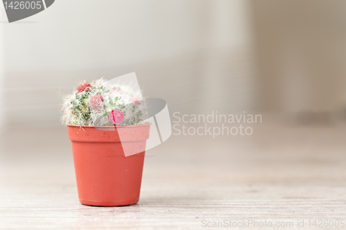 Image of Little Cactus plant