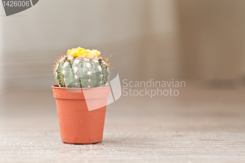 Image of Little Cactus plant