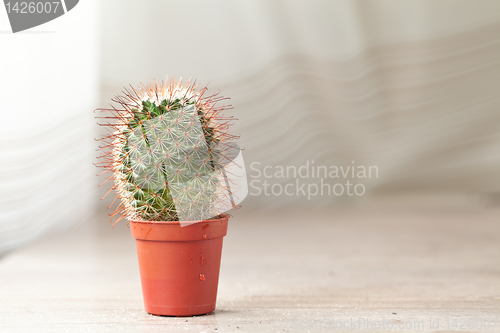 Image of Little Cactus plant