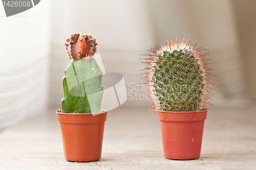 Image of Little Cactus plant