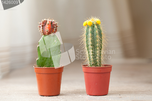 Image of Little Cactus plant