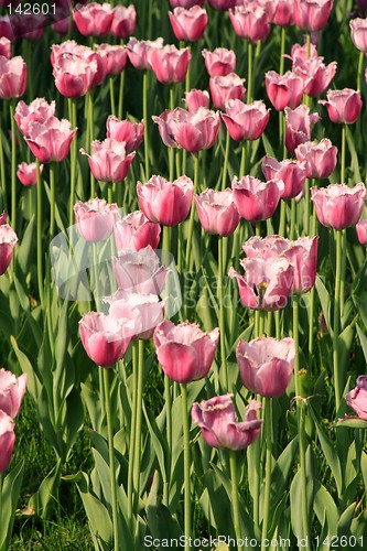 Image of Pink Diamond Tulips