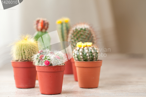 Image of Little Cactus plant