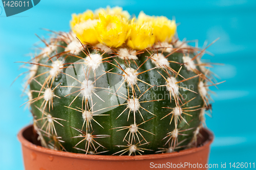 Image of Little Cactus plant