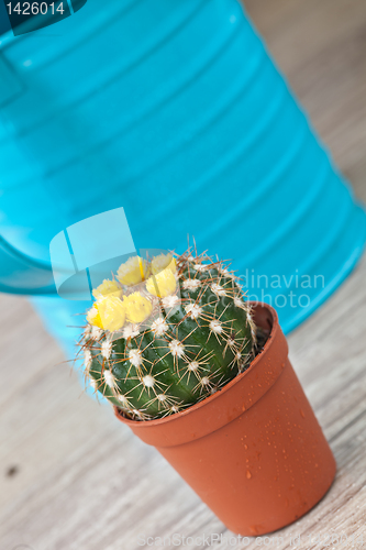 Image of Little Cactus plant