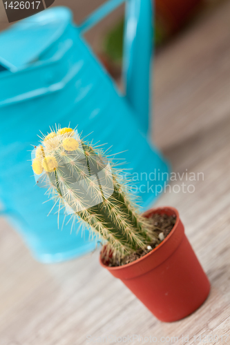 Image of Little Cactus plant