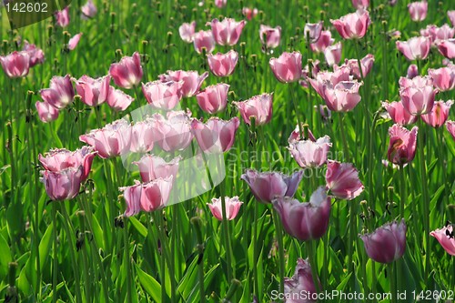 Image of Pink Diamond Tulips