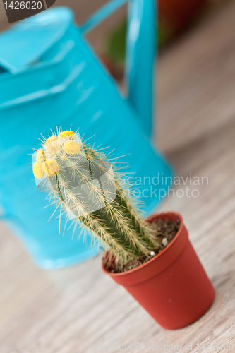 Image of Little Cactus plant