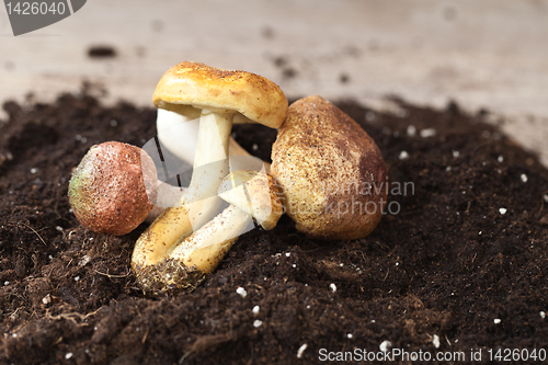 Image of Mushrooms