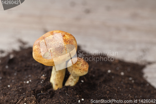 Image of Mushrooms