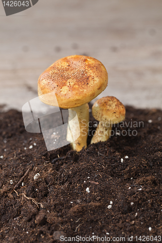 Image of Mushrooms
