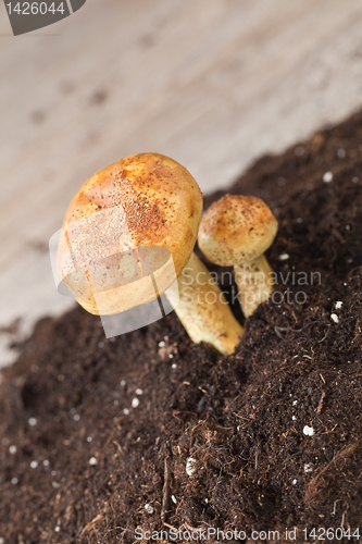 Image of Mushrooms