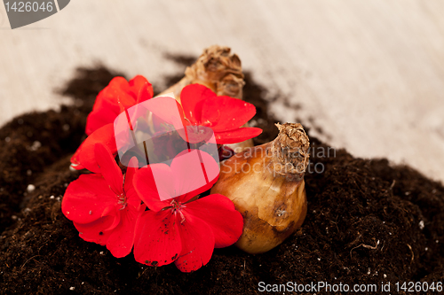 Image of Flower bulbs