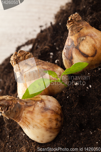 Image of Flower bulbs