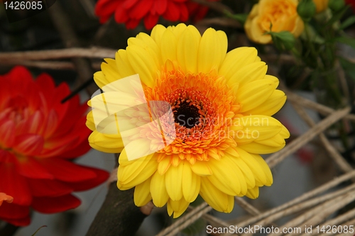 Image of Gerber flower