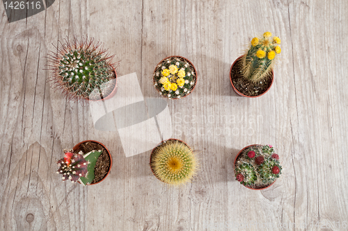 Image of Cactus plants