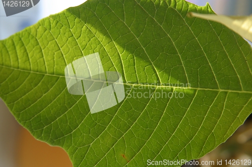 Image of Leaf