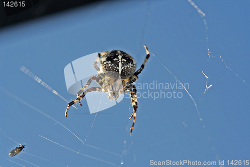 Image of dinner for the spider