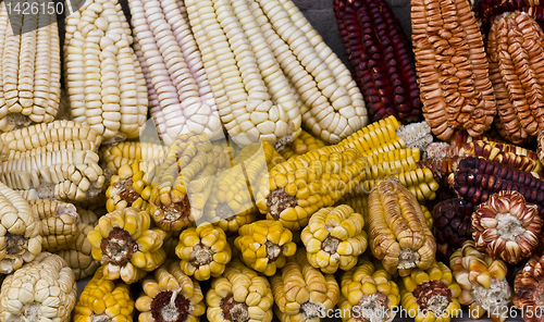 Image of Corn