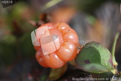 Image of cloudberry