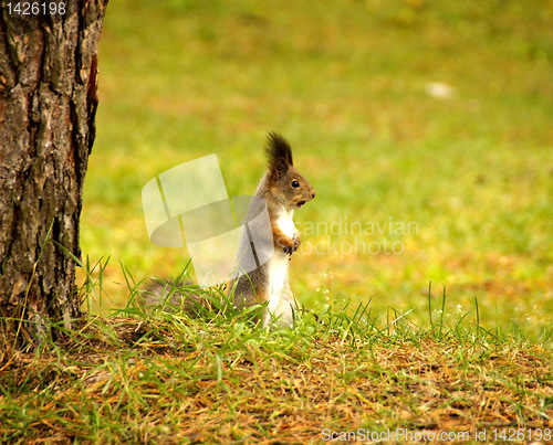 Image of Squirrel 